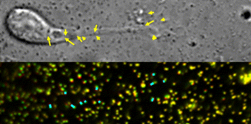 Fig.10
